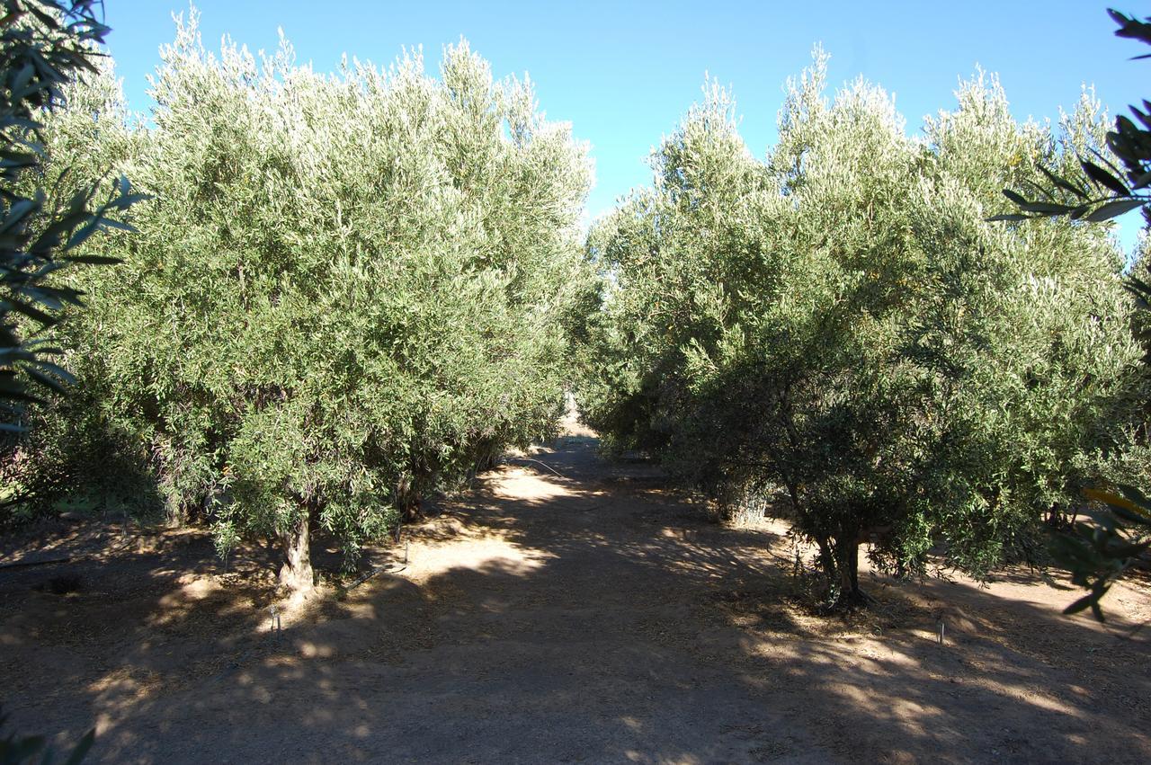 منزل الضيف لانجيبان  في Longacre Olive & Vineyard Estate المظهر الخارجي الصورة